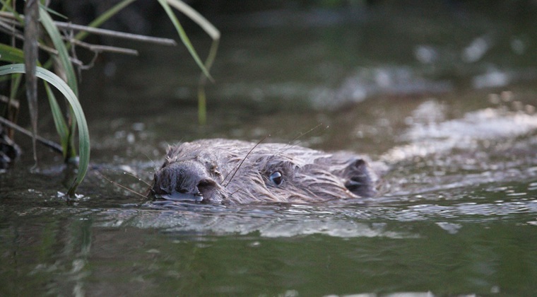 Bæveren i vandet i Strødam Mose. Foto: Tobias Liesk Hansen.
