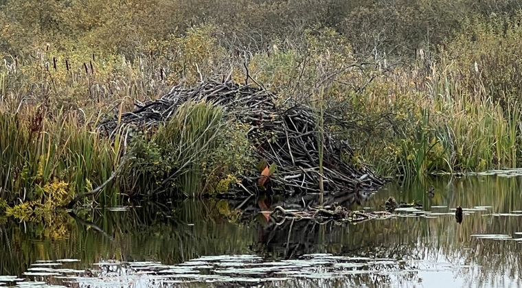 Bæverens primære bo i Strødam Mose.